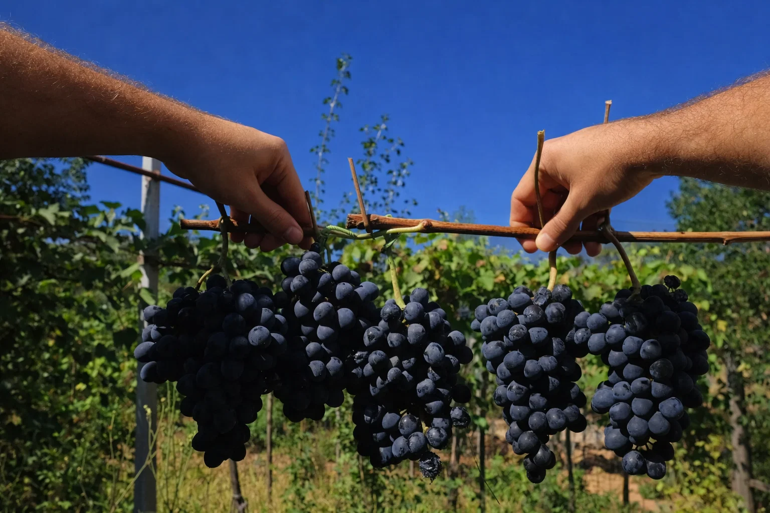 Viñedos en Imereti, viticultura tradicional georgiana